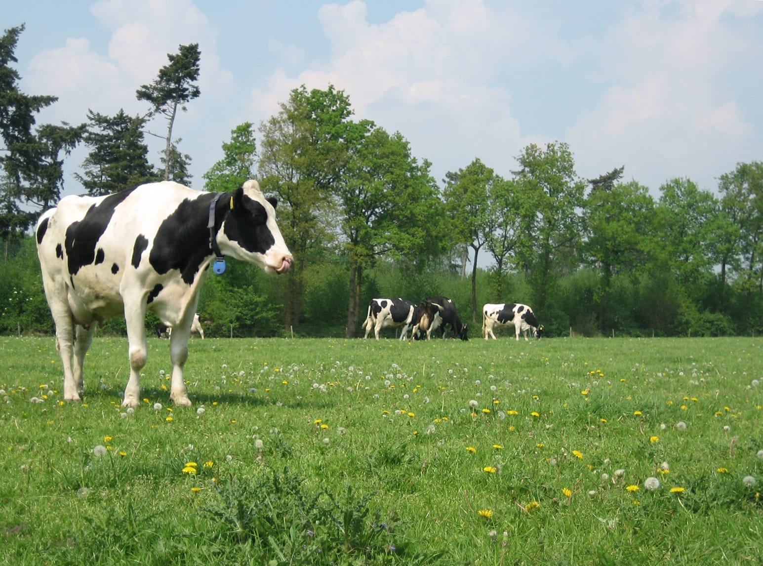 Foto van koeien in een wei